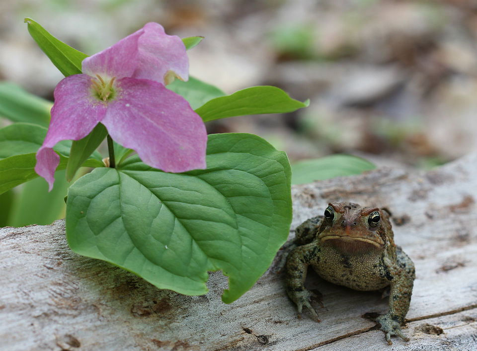 American Toad